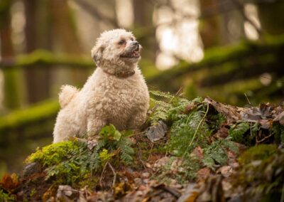 dog walking in Finlaystone