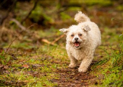 dog running to camera