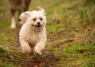 small dog in woods