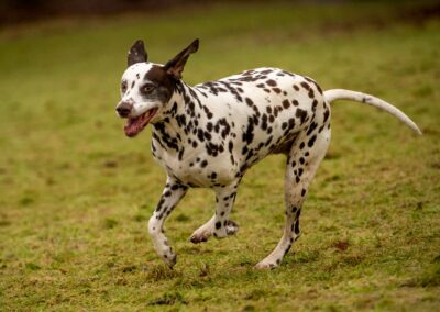 Dalmatian running