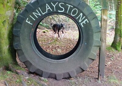 looking at a dog throug a large tyre