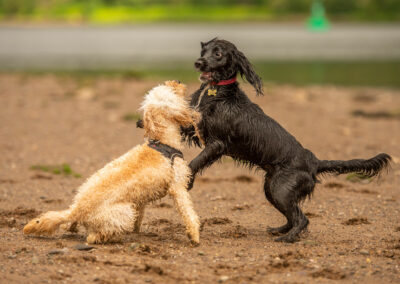 cockapoo and sprocker pups on beach