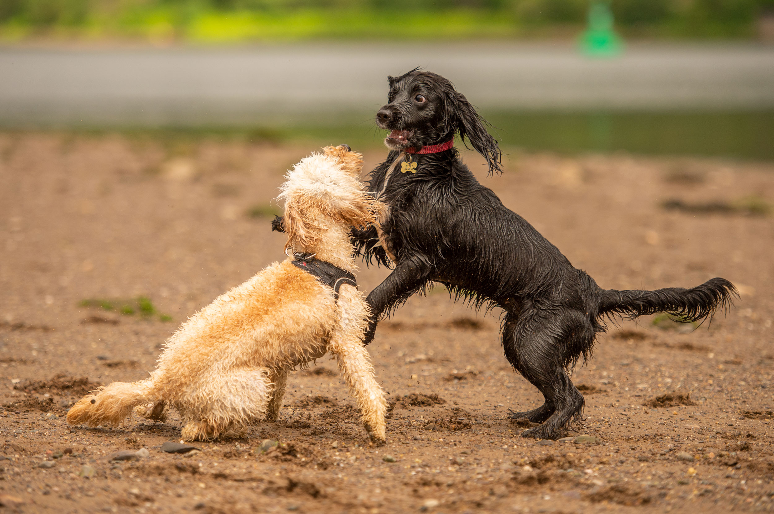 cockapoo and sprocker pups on beach