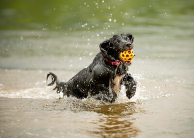 sprocker dog with ball in mouth