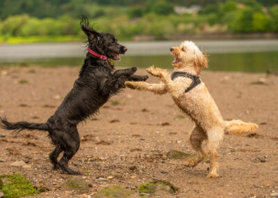 puppies standing up