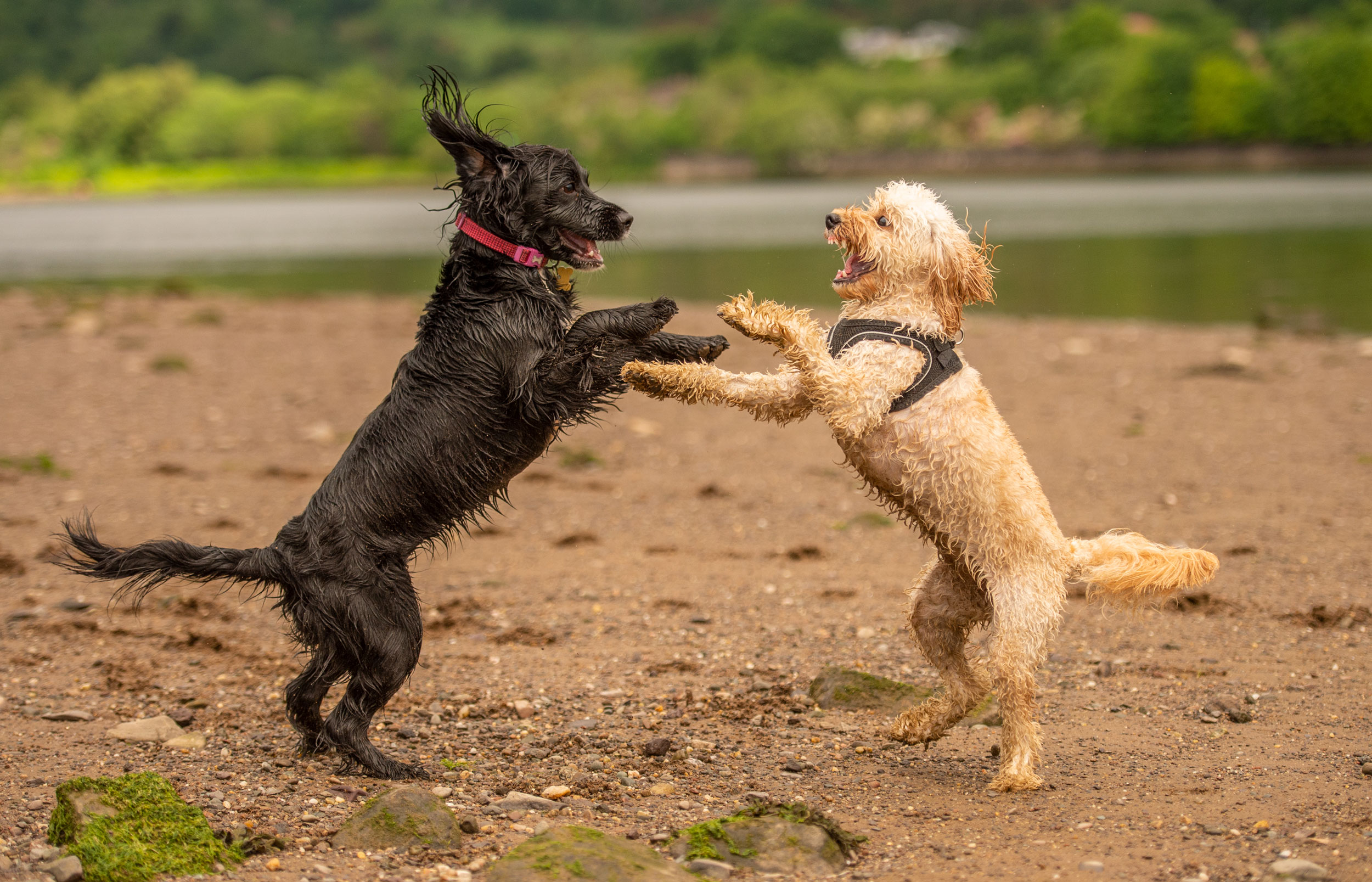 puppies standing up