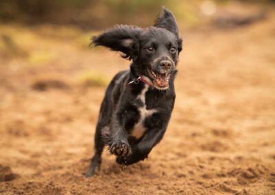 sprocker on beach