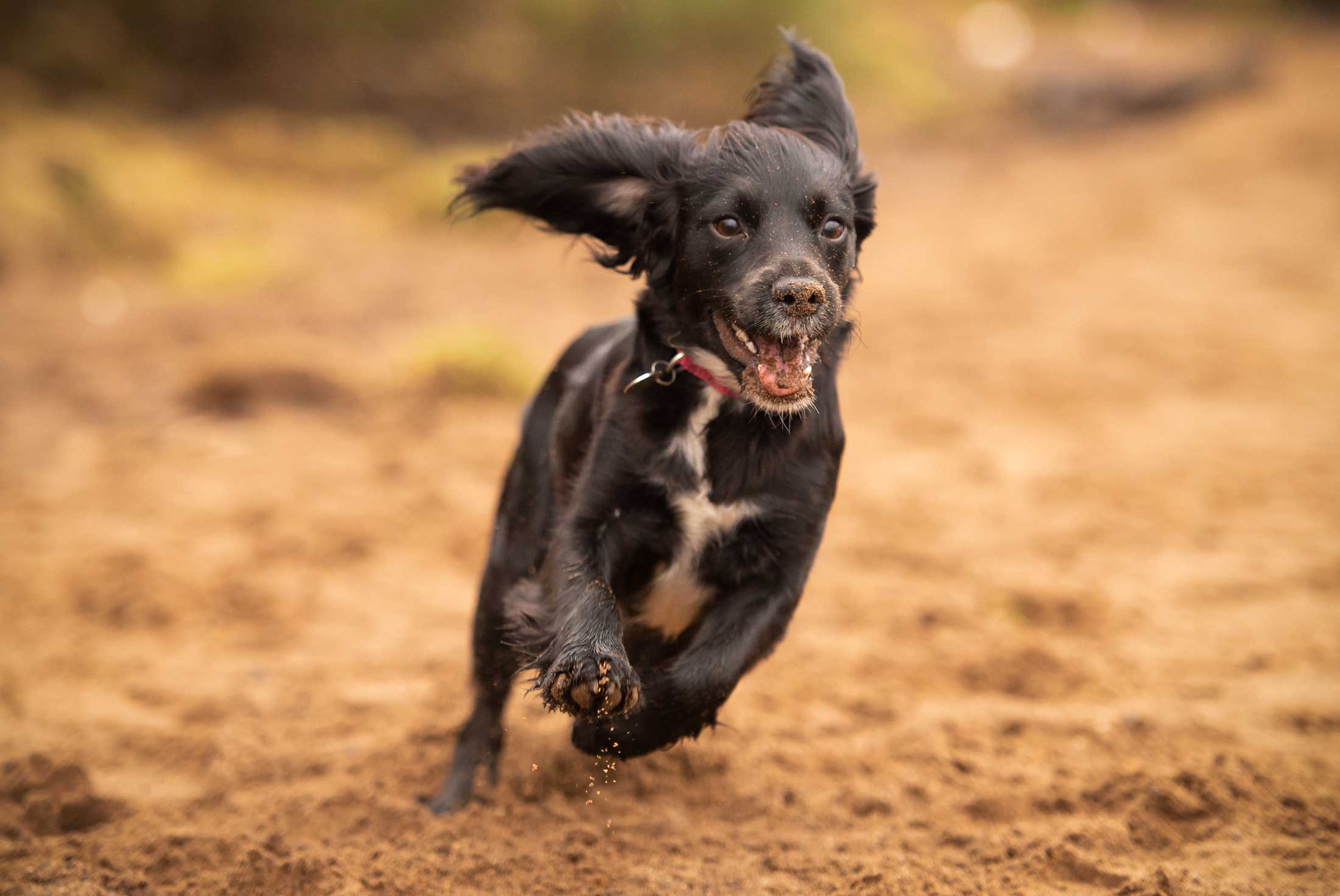 sprocker on beach