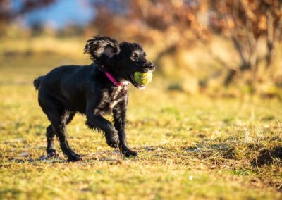 sprocker with ball