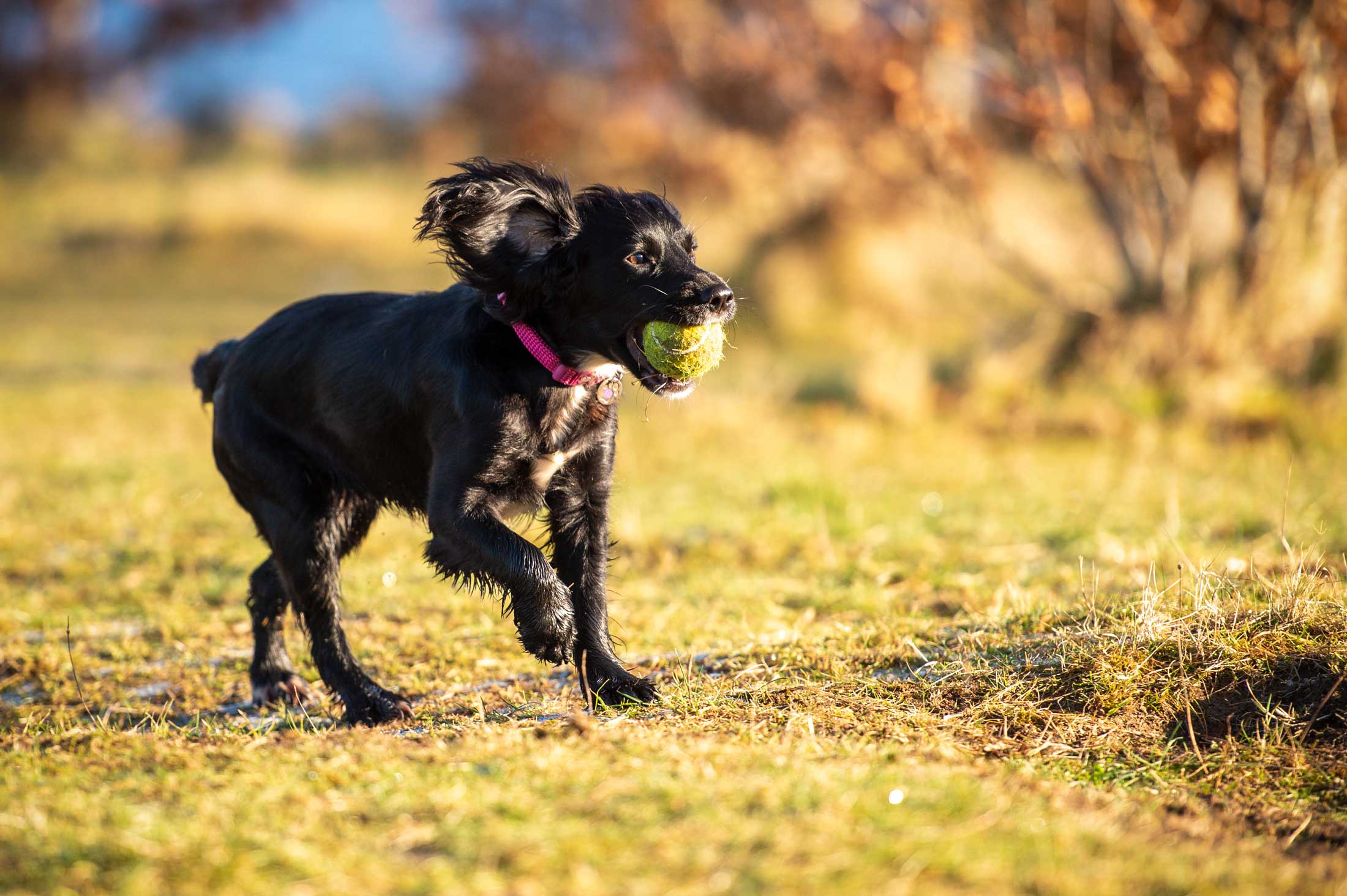 sprocker with ball