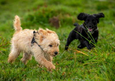 Puppies playing