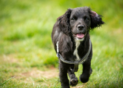 sprocker puppy