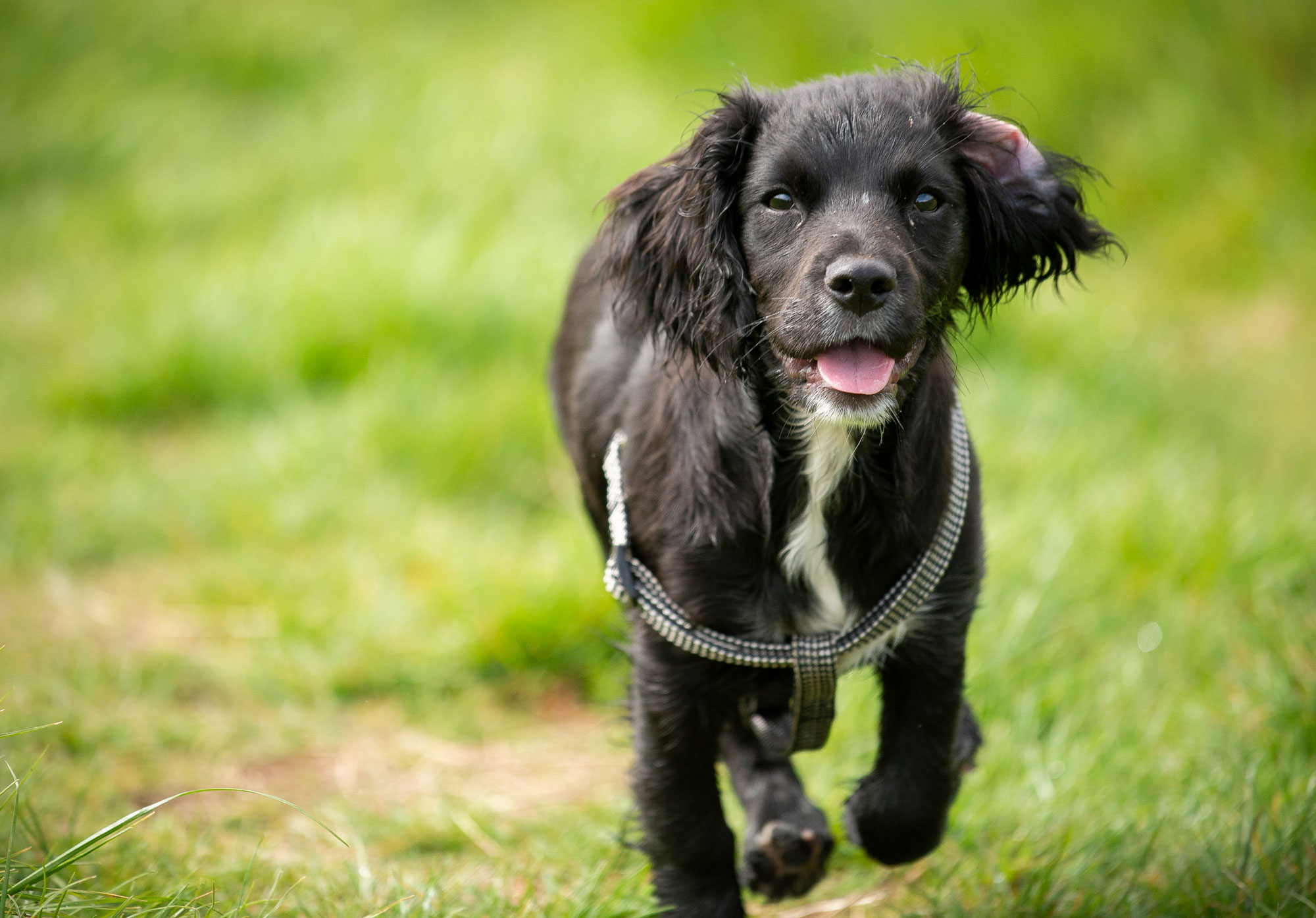 sprocker puppy