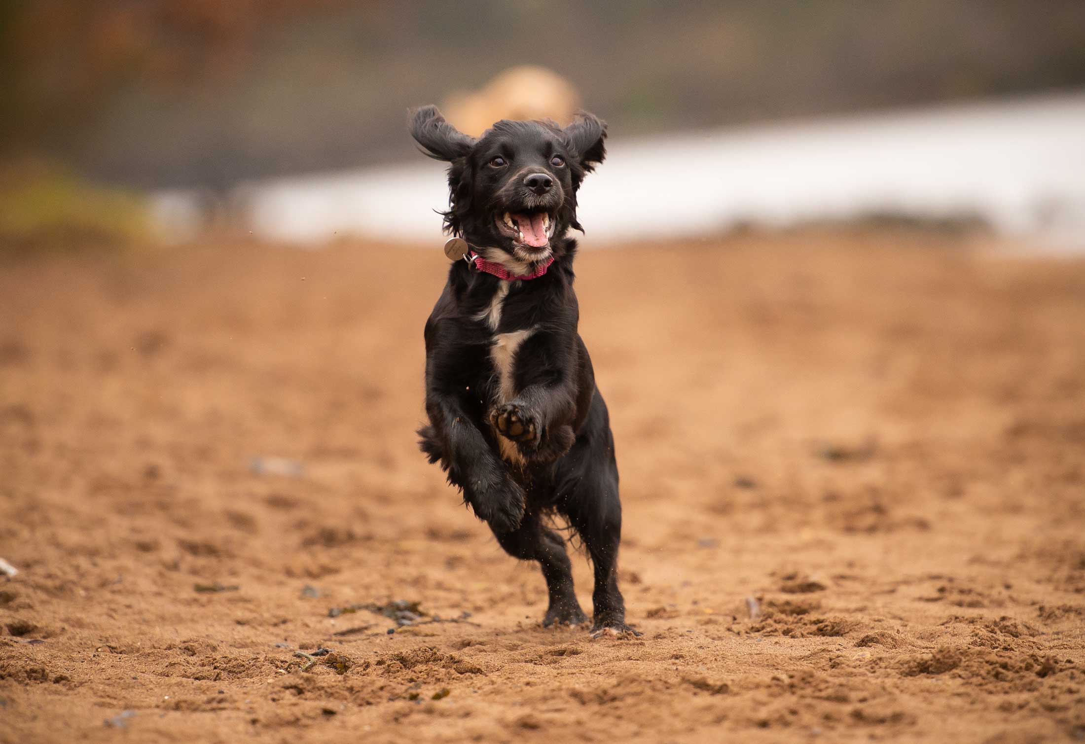 sprocker pup running