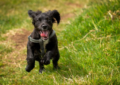 happy sprocker puppy