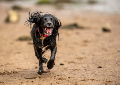 black sprocker pup on beach
