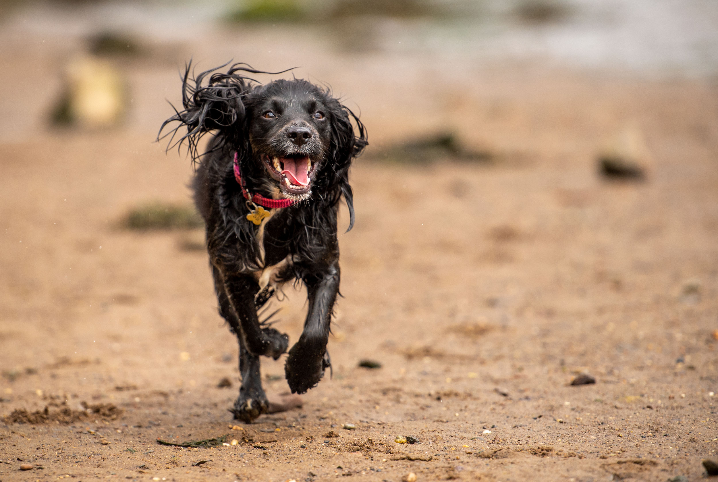 black sprocker pup on beach