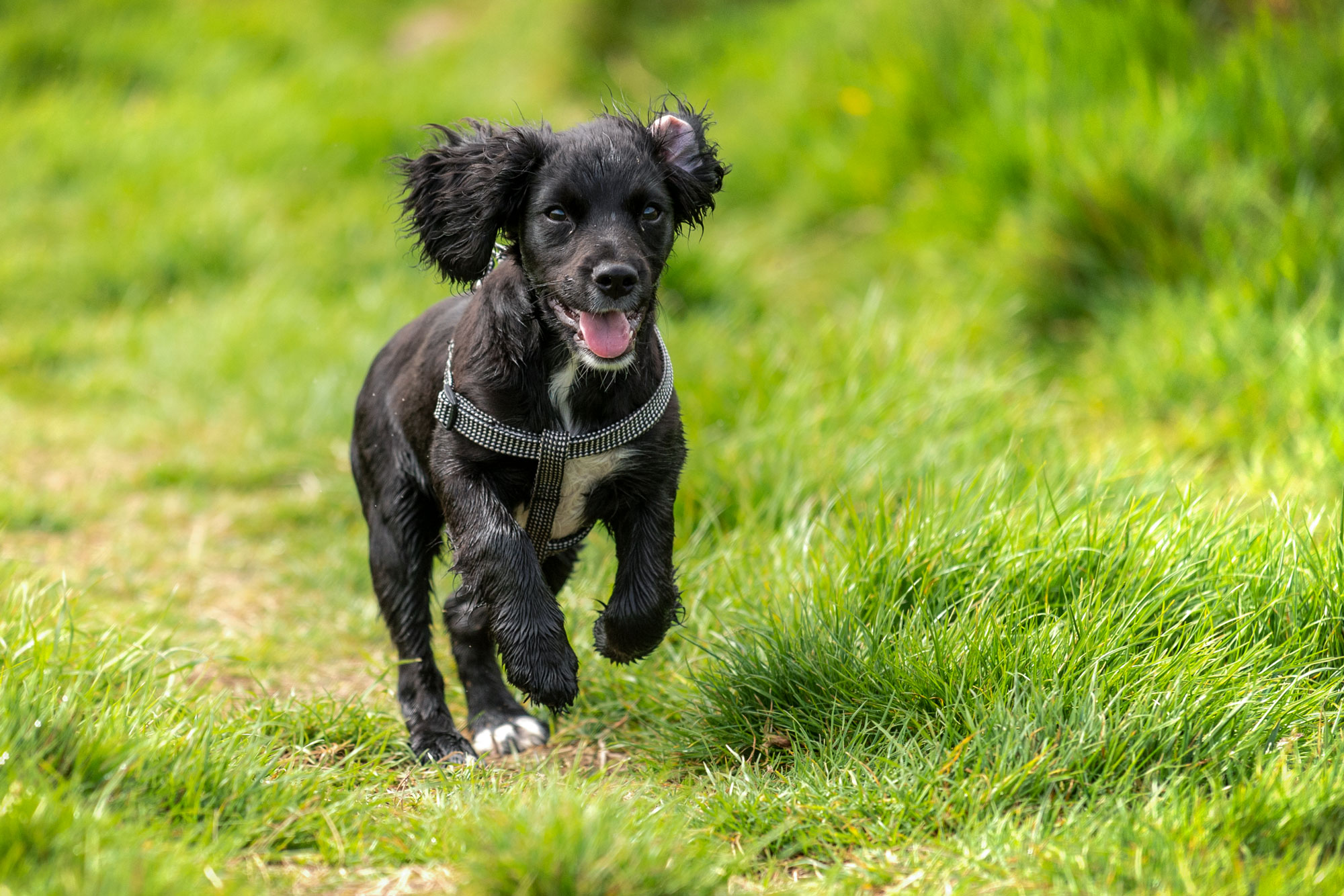 black sprocker puppy