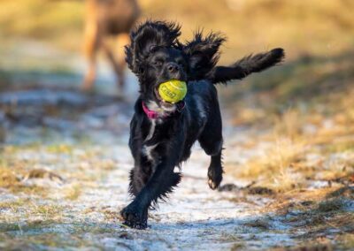 sprocker puppy