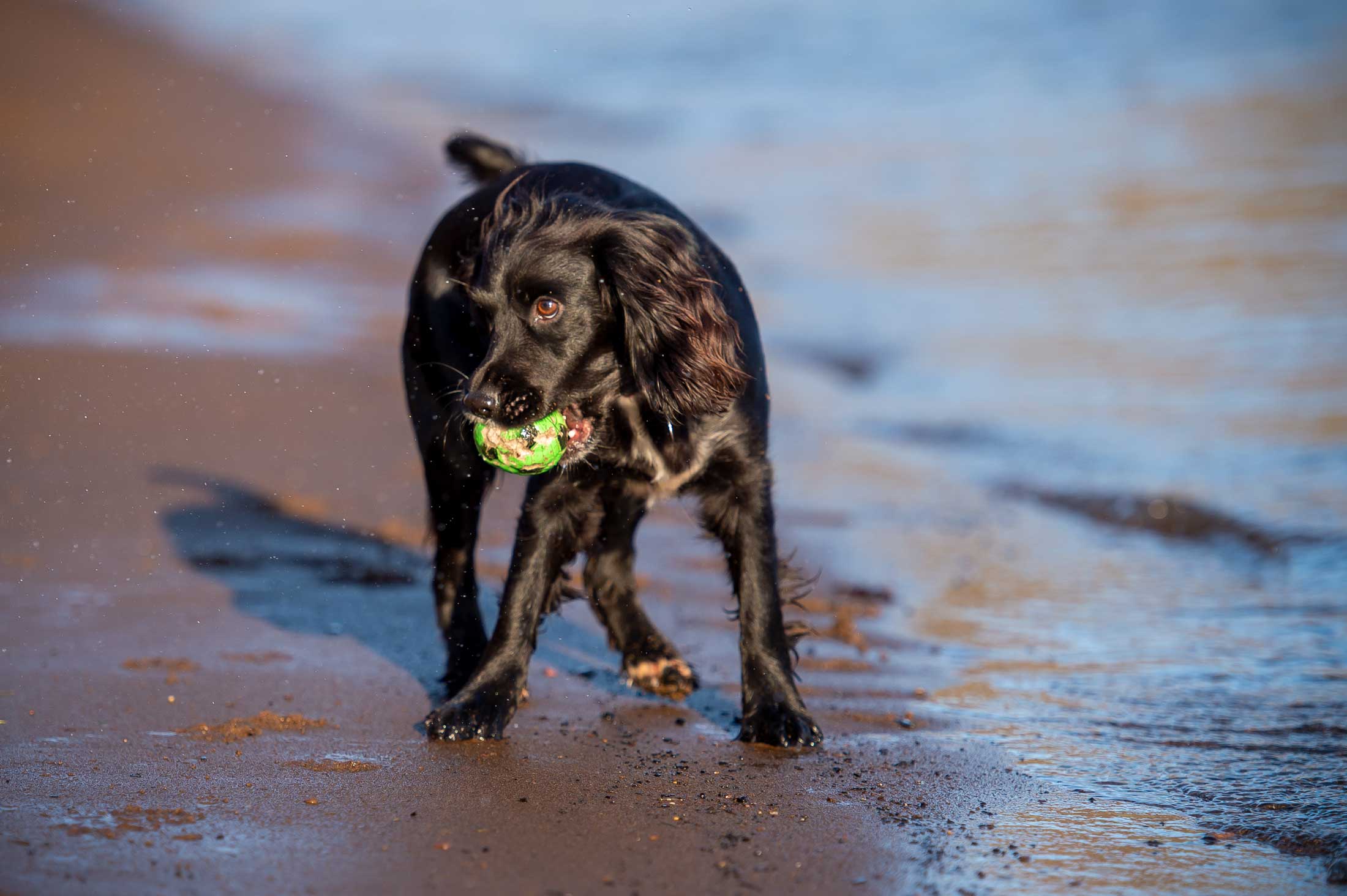 sprocker with ball