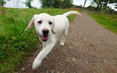 marley the yellow labrador puppy yellow labrador puppy