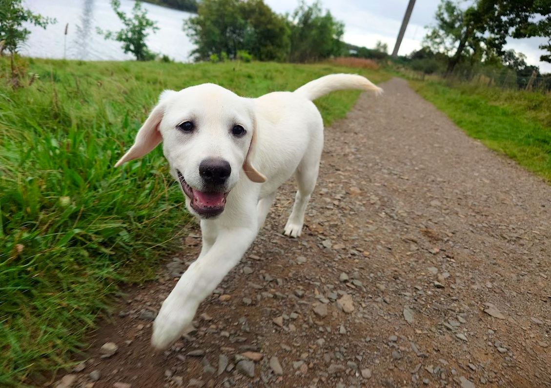 marley the yellow labrador puppy yellow labrador puppy