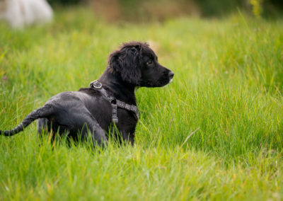 black sprocker puppy in grass