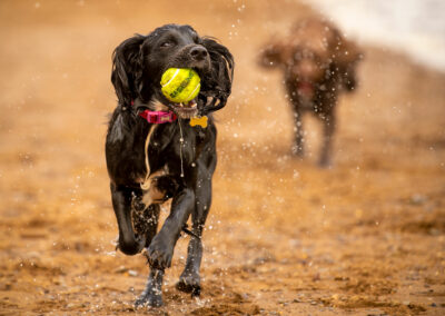 sprocker pup with ball photo