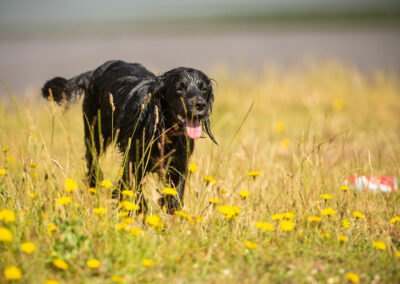 Young Sprocker pup in meadow
