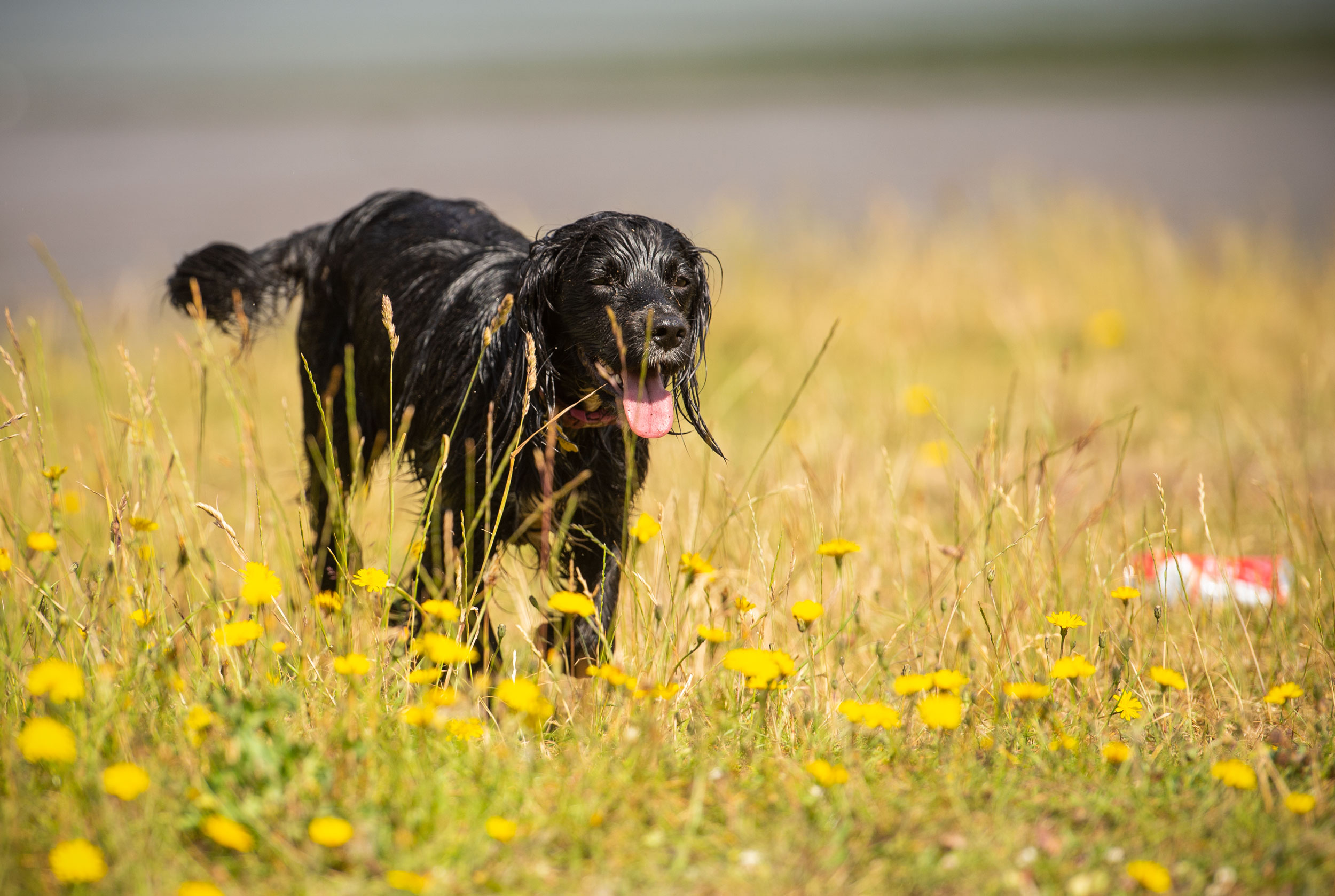 Young Sprocker pup in meadow