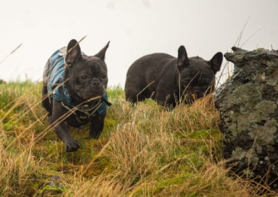 french bull terriers in wet grass