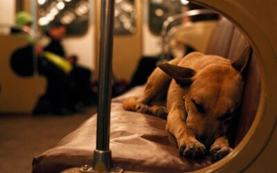 moscow dog sleeping on train moscow dog sleeping on train