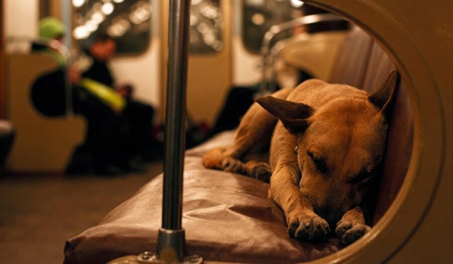 moscow dog sleeping on train