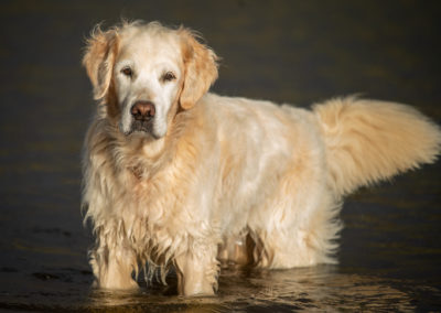 old golden retriever