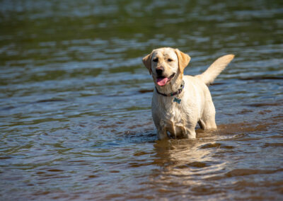 Yellow Labrador in water