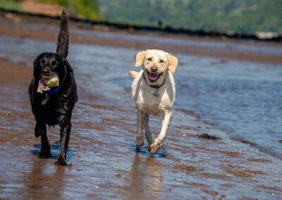 Black and yellow Labradors