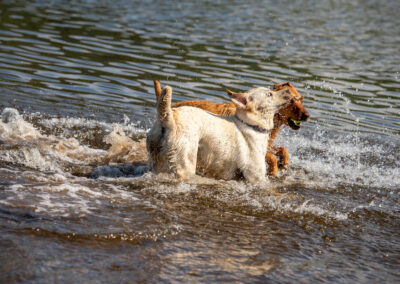 yellow and red fox labrador