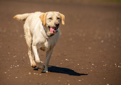 Yellow labrador on beach