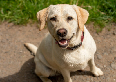 sitting yellow labrador portrait photo