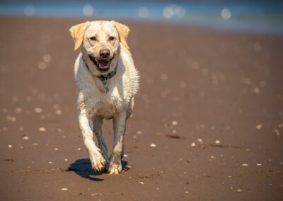 yellow labrador on beach