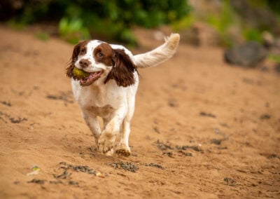 springer spaniel running on beach