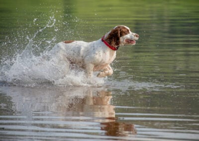 English springer spaniel running into water