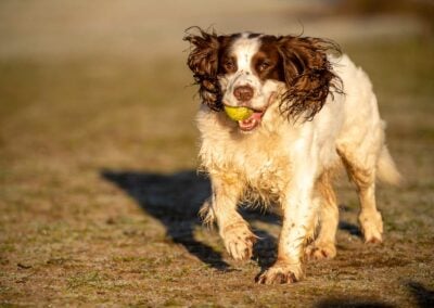 English springer spaniel