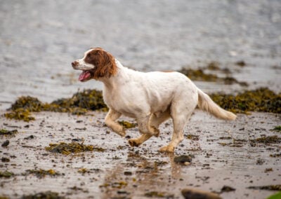 springer spaniel running to river