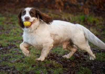 springer spaniel with ball