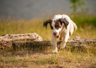 Springer spaniel jumping over a log