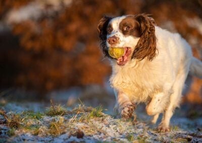 springer spaniel on frost