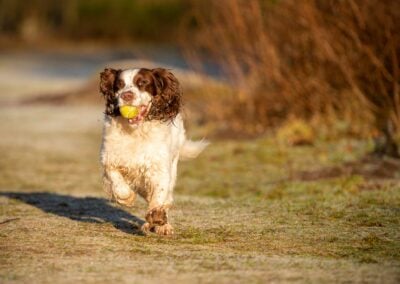 morning walk with springer spaniel