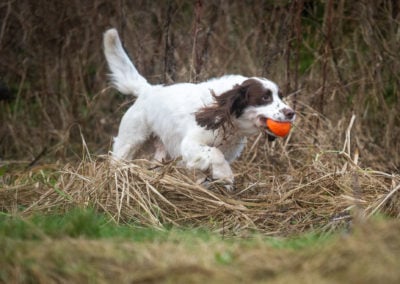 springer in long grass