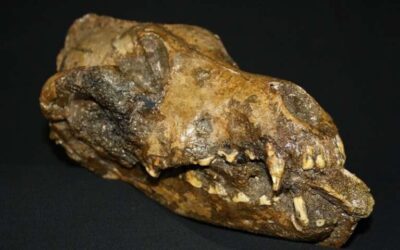 newstudyresu dog-like canid at the Moravian Museum in the Czech Republic